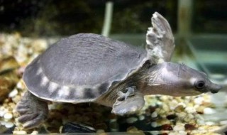 半水乌龟的养殖方法及注意事项 半水乌龟怎么喂养方法