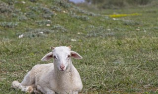 羊肉的养殖方法及注意事项（肉食羊的养殖方法）