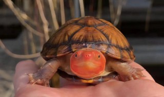 红乌龟的养殖方法和注意事项（怎样养殖乌龟及注意事项）