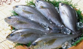 衡阳鱼的保存方法 淡水鱼保存方法
