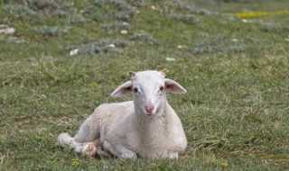 养殖业养羊的注意事项（养羊需要注意）