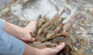 新鲜活虾保存方法 鲜活的小活虾保存方法