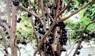 海门加宝果树种植方法（海门百果园在哪里）