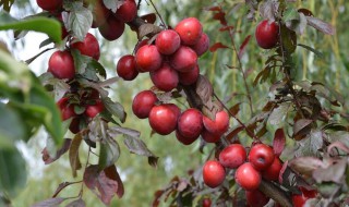 红果树种植方法 红果树种植方法和技术