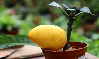 芒果树种植方法和时间 芒果树什么季节种植