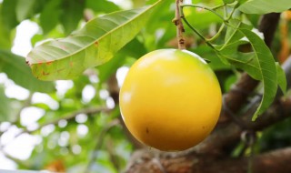 金果果树种植方法（金果苗的种植）