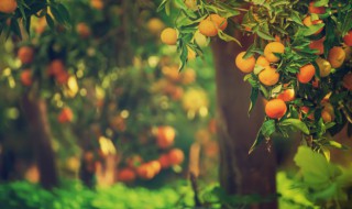 高产果树种植方法（果树的种植技术）