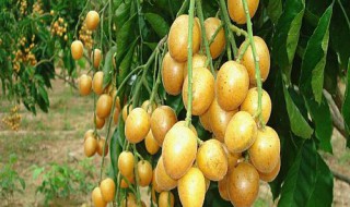黄皮果树种植方法 黄皮果树盆栽