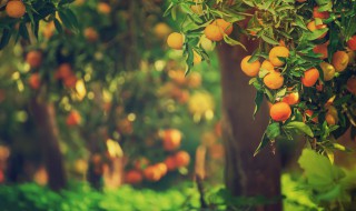 柑橘果树种植方法 柑橘怎样种植