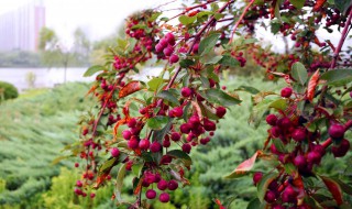 波叶红果树种植方法 红果树的种植方法