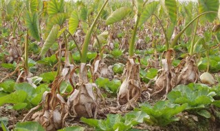 荔浦芋播种方法 荔浦芋的种植技术