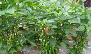 朝天椒的栽培方法 朝天椒的栽培技术