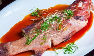 东星石斑鱼怎么做好吃 东星斑鱼怎么做好吃