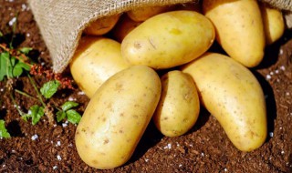 土豆的英语怎么读 土豆的英语怎么读 单词