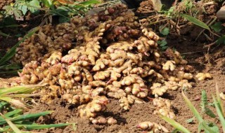 云南小黄姜栽种注意事项 云南小黄姜的种植技术和管理