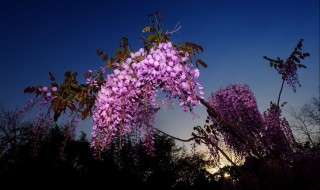 室外栽种紫藤的注意事项 栽紫藤要注意什么