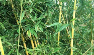 北方栽种青竹应注意什么 青竹栽培注意哪些呢