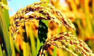什么时候种水稻 什么时候种水稻和什么时候种小麦