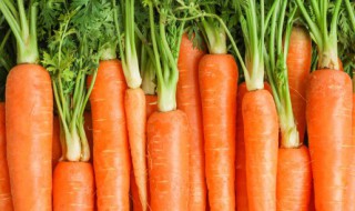 胡萝卜什么时候种最好 种胡萝卜几月份种最好