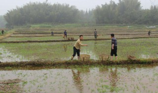 栽种水稻的注意事项 种植水稻的步骤简略