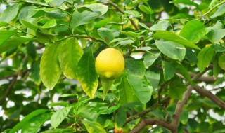 柠檬栽种植方法和注意事项（柠檬的种植方法和注意事项）