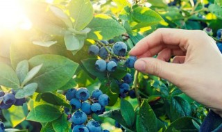 引种蓝莓栽种注意几个问题 蓝莓栽种技术要点