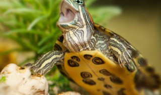 家庭养乌龟的方法怎么清洗 乌龟怎样洗