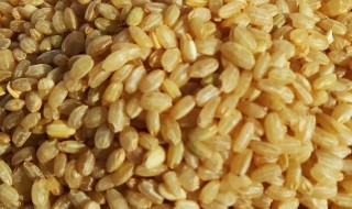 糙米的存放方法 糙米保存时间