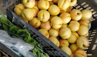 黄油桃存放方法 黄油桃如何保存