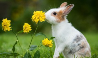兔子怎么弄既简单又好吃 兔子怎么做更好吃