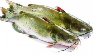 怎样做清江鱼既简单又好吃 清江鱼如何做好吃
