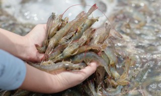 河虾怎么炒既好吃又简单 河虾怎么炒好吃又简单的做法