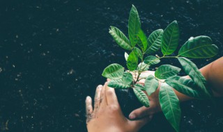 八种植物招财又旺宅是哪八种 八种植物招财又旺宅财又旺宅的植物