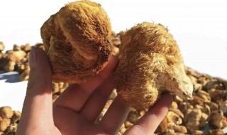 野生猴头菇怎么做既简单又好吃
