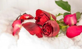 玫瑰花可以放冰箱吗 鲜玫瑰花可以放冰箱保存吗
