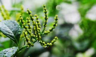 怎么栽培珠兰 珠兰花的养殖方法