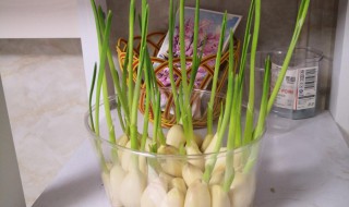 水培蒜黄栽培方法 水蒜黄怎么种植方法