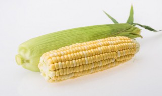 墨西哥玉米草播种方法（墨西哥玉米草的种植技术）