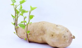 番薯发芽了水里怎么种 地瓜发芽了怎么养水栽