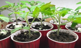 番茄种子发芽了怎么种 茄子种子怎么发芽