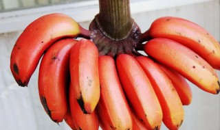 怎么看红香蕉熟了 红香蕉怎么看是不是熟透了