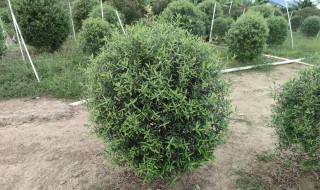 尖叶木樨榄什么时候种植 尖叶木樨榄养殖方法