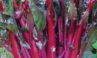 紫菜苔什么时候种植最合适 紫菜苔种植时间和方法2根一栽