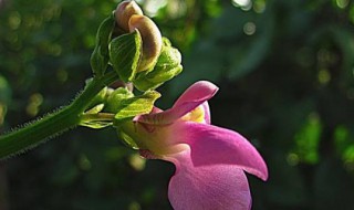 秋芸豆什么时候种植（秋芸豆什么时候种植最好）