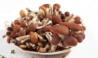 茶树菇的保存方法 茶树菇如何保存方法