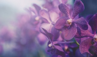 紫砂兰花的养殖方法和注意事项（紫砂兰花的养殖方法和注意事项有哪些）