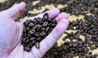 咖啡种子怎么栽培（咖啡种子怎么育苗）