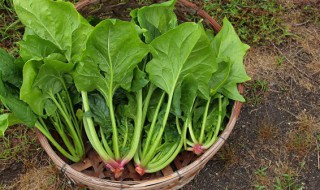 菠菜什么时候播种 菠菜什么时候播种及生长温度