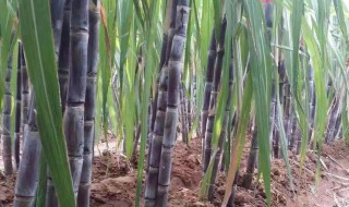 甘蔗的栽培方法在家 甘蔗怎样栽培