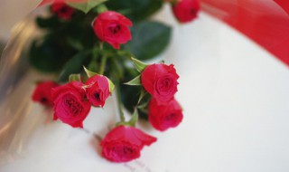 做玫瑰花的材料叫什么 玫瑰花的可以用来做什么
